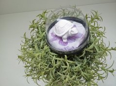 Zvířátko v bublině